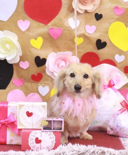 20230204ここあちゃん